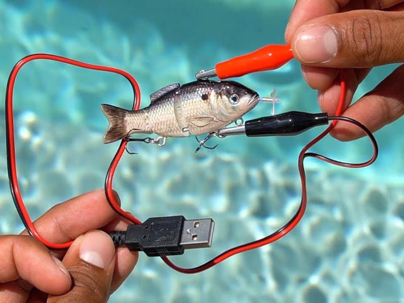 Robotic Swimming Lure - BuzzerFish – BUZZERFISH